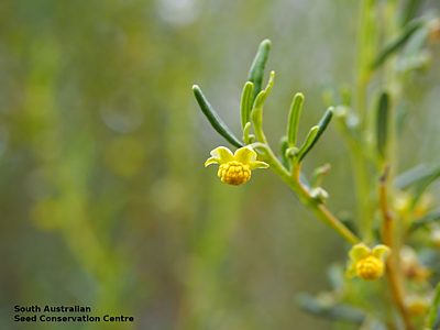 Beyeria lechenaultii male flower Sanderston Cemetary